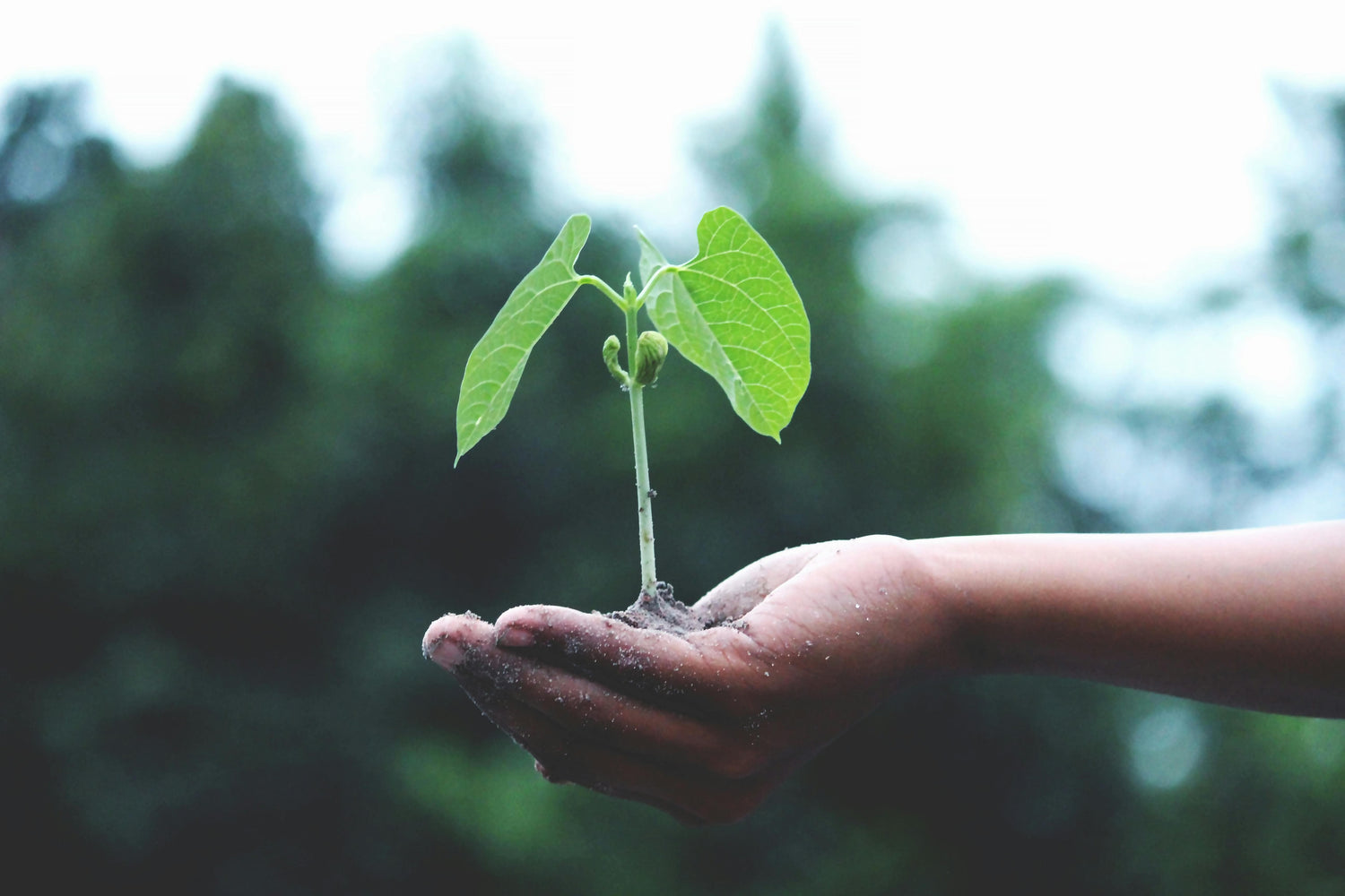 holding plant in hand for an eco-friendly future