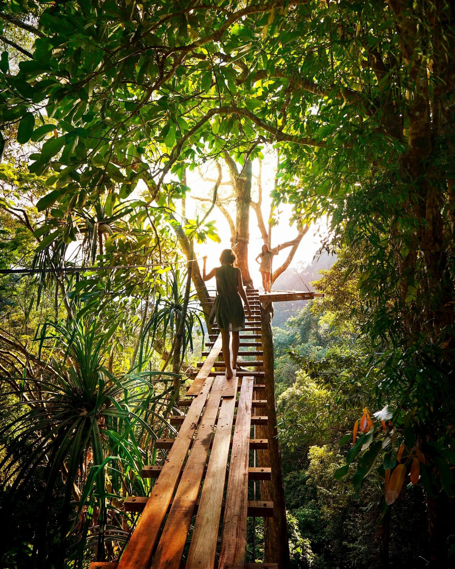 Females walking on a wooden path in trees and the jungle