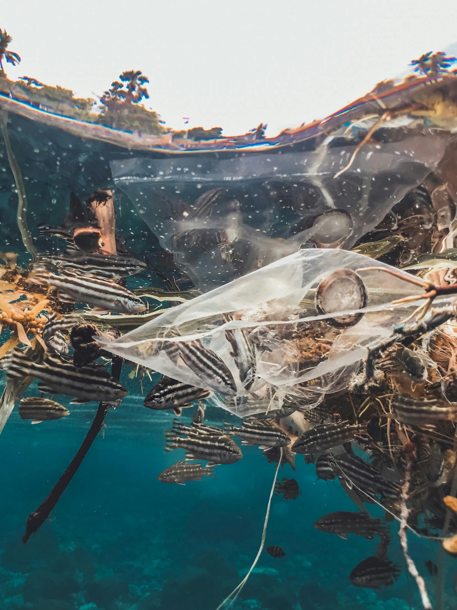 Plastic bag pollution trapping fish