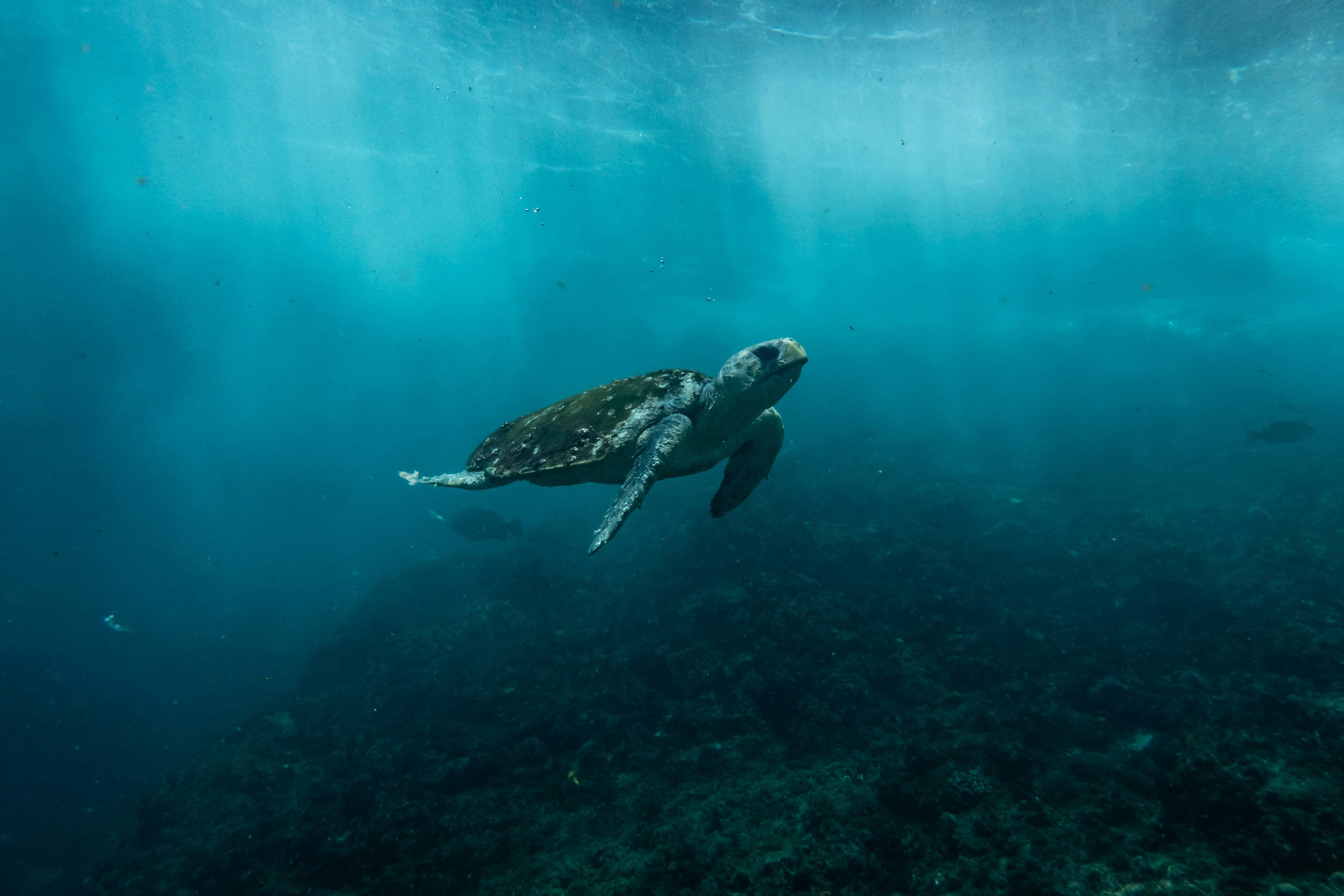 Sea turtle in plastic free environment